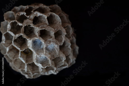 Wasp nest on black background. Copy space. Macro photography