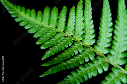 Green leaf on black background. Macro shot, macro photography. Gardening.Copy space