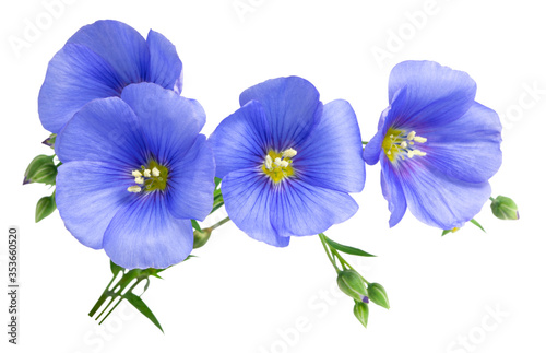 Fototapeta Naklejka Na Ścianę i Meble -  Flax blue flowers isolated on white background