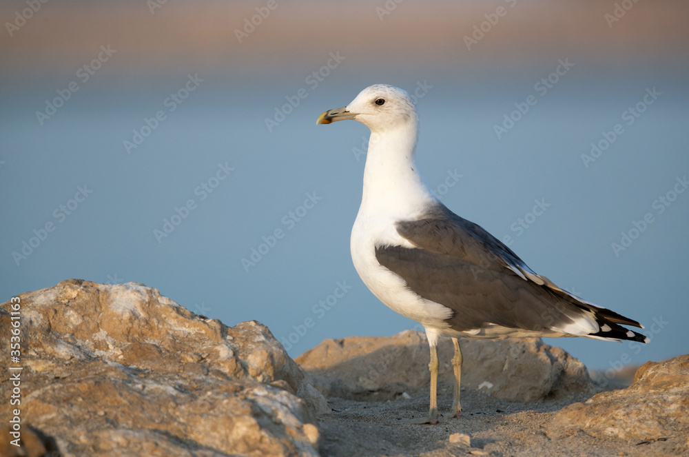 Heuglins gull in the morning at Busaiteen coast, Bahrain Heuglins gull in the morning at Busaiteen coast, Bahrain