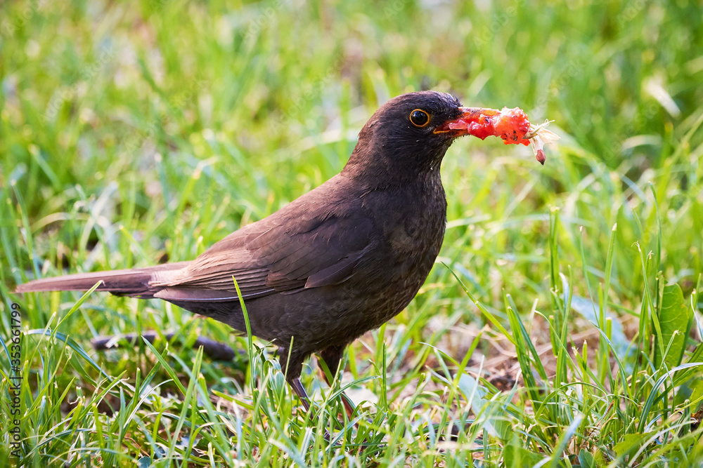 Obraz premium Common blackbird eating strawberry (Turdus merula)