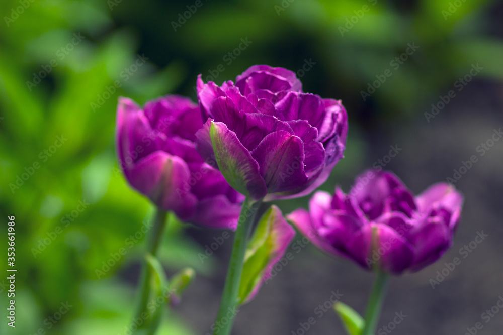 purple tulip flowers in the flowerbed purple tulip flowers in the flowerbed