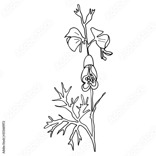 Vector. Aconitum flowers. Contours of flowers. Vector decor for wedding invitation.