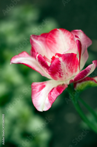 pink and white pink tulip flower