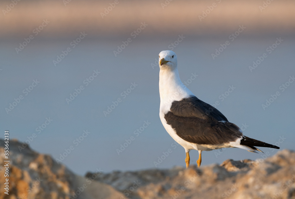 Obraz premium Heuglins gull at Busaiteen coast, Bahrain