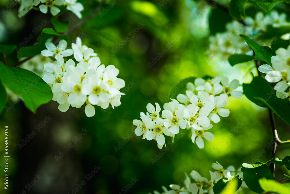 Blooming bird cherry tree in the garden. Selective focus. Blooming bird cherry tree in the garden. Selective focus.