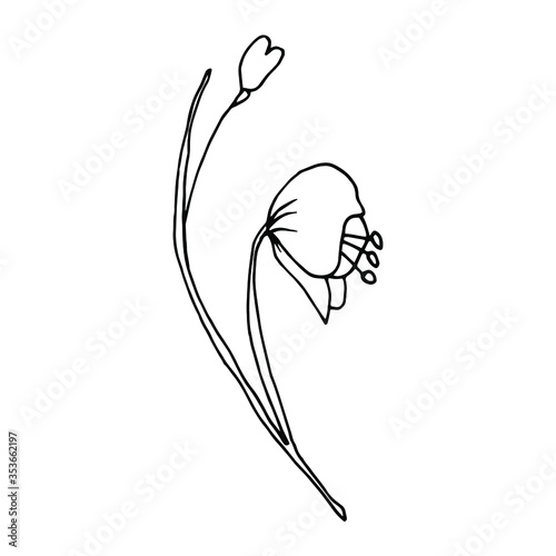 Vector. Aconitum flowers. Contours of flowers. Vector decor for wedding invitation.