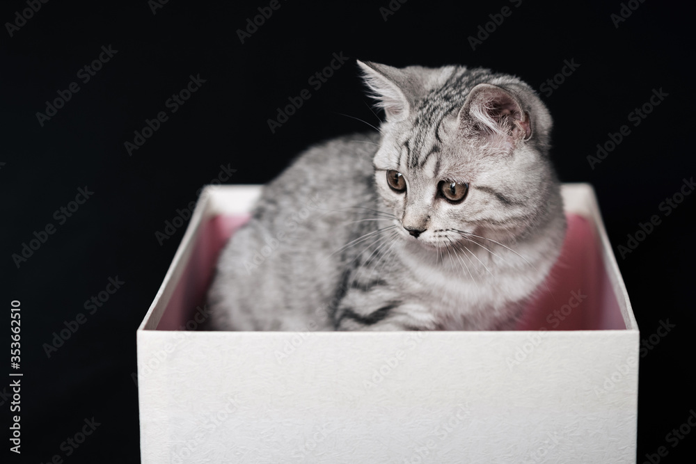 Scottish straight striped grey cat sits in a white box