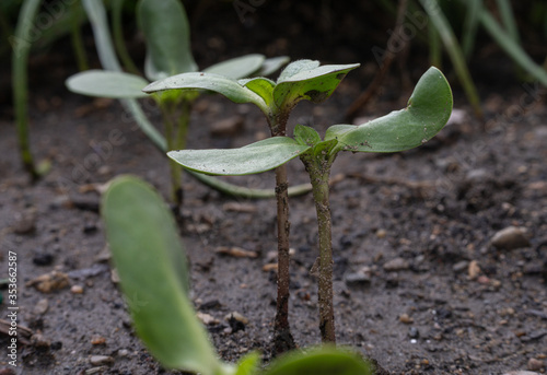 plant has sprouted from a seed after a heavy rain