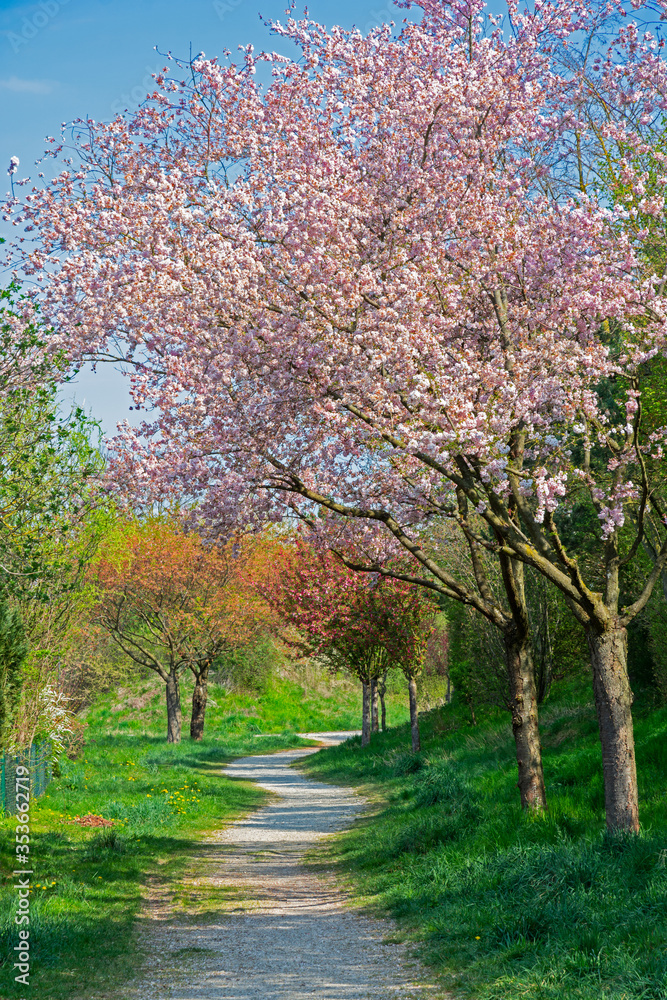 Footpath with pink flowering trees