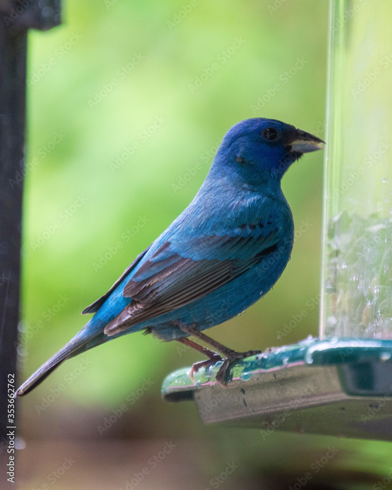 A male Indigo Bunting perches on the side of a feeder.  Close up view.