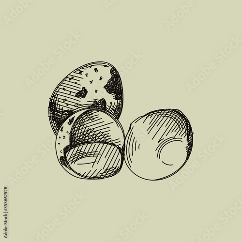 Hand-drawn sketch of three quail eggs on a white background. Eggs with black spots. 
