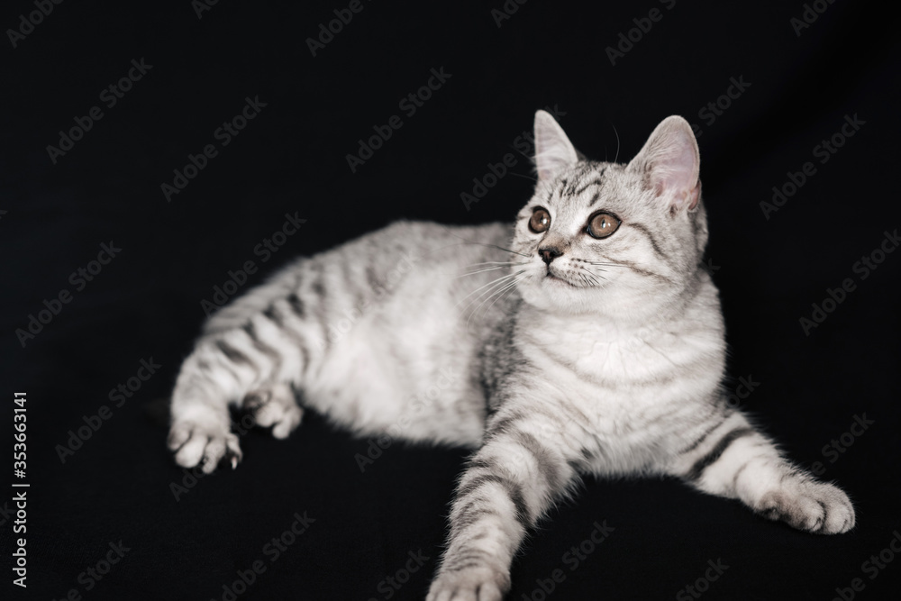 Scottish straight cat kitten lying on a black background