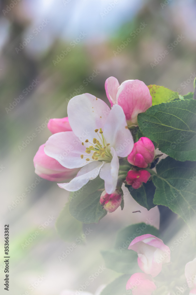 Obraz premium Blossom Apple Tree in April on a transparent spring day in bright sunlight