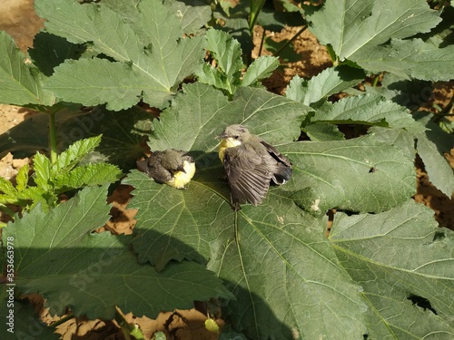 Photography Yellow-rumped bird in hand stock photos