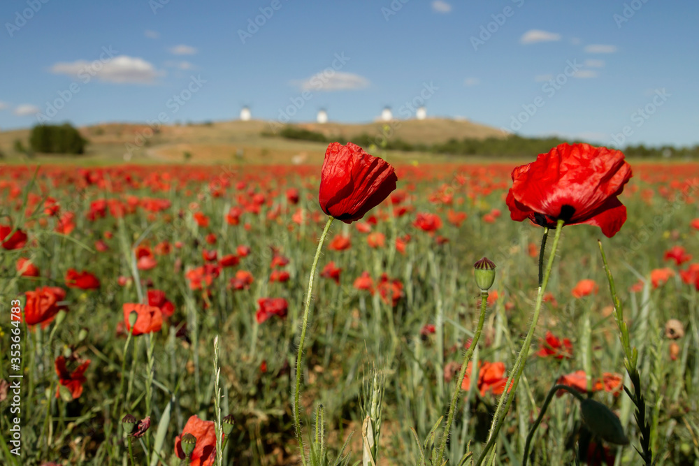 Fototapeta premium Dzikie czerwone kwiaty maku
