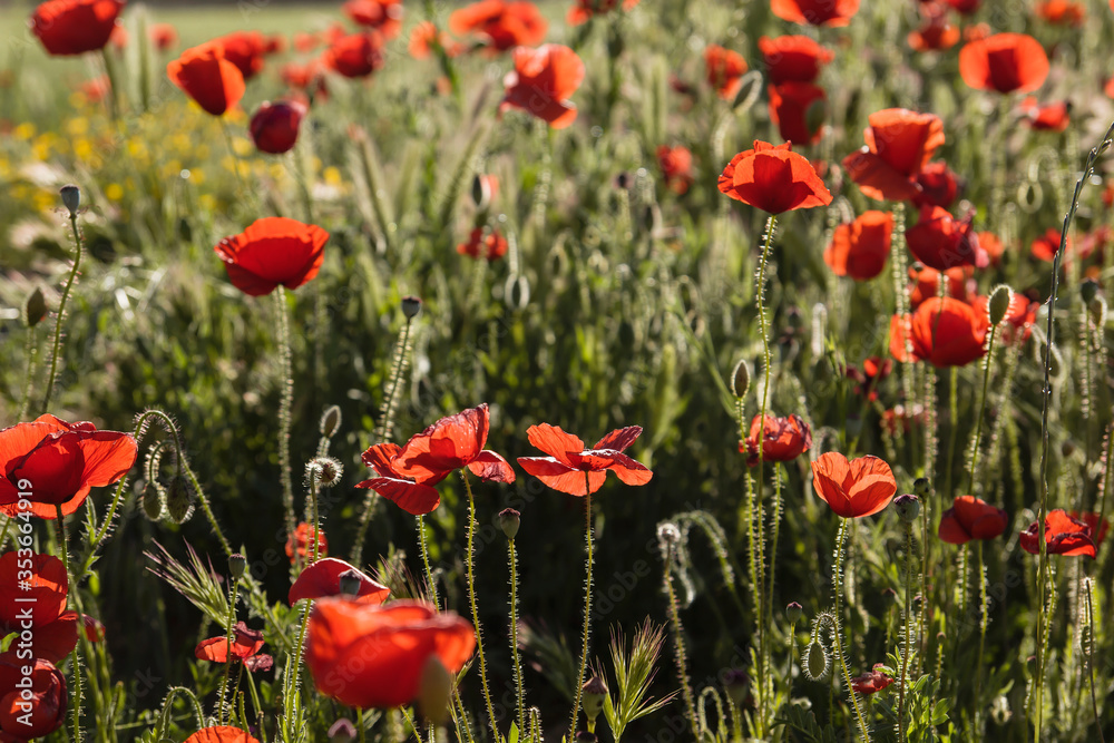 Obraz premium Dzikie czerwone maki