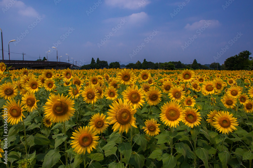 Fototapeta premium 8月(真夏に咲く向日葵)
