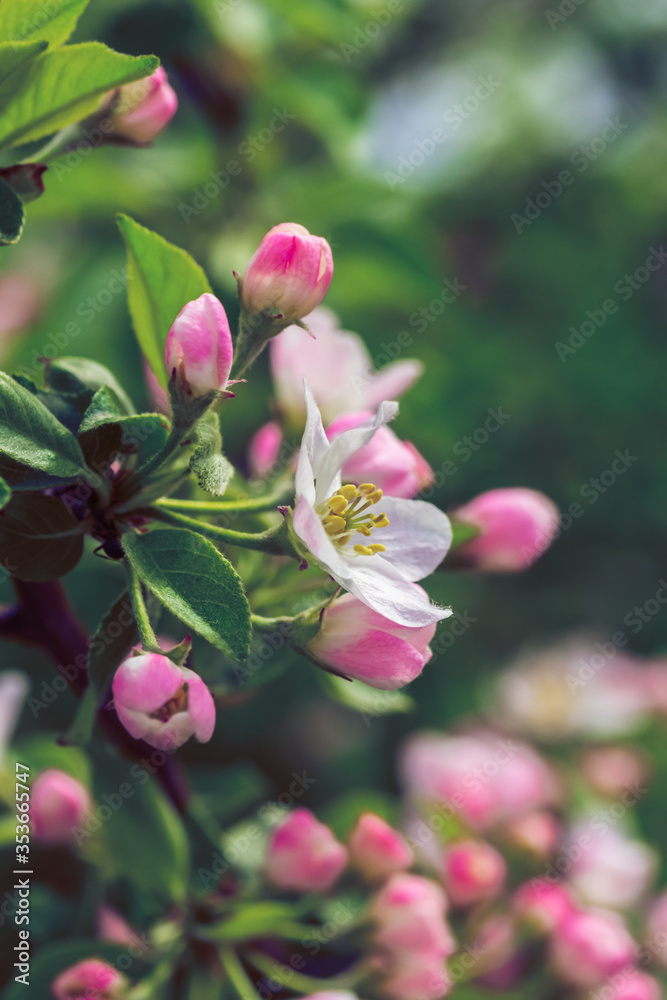 Blossom Apple Tree in April on a transparent spring day in bright sunlight Blossom Apple Tree in April on a transparent spring day in bright sunlight