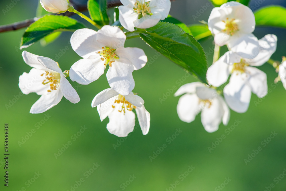 Obraz premium Beautiful apple tree branches with blooming flowers in spring close-up