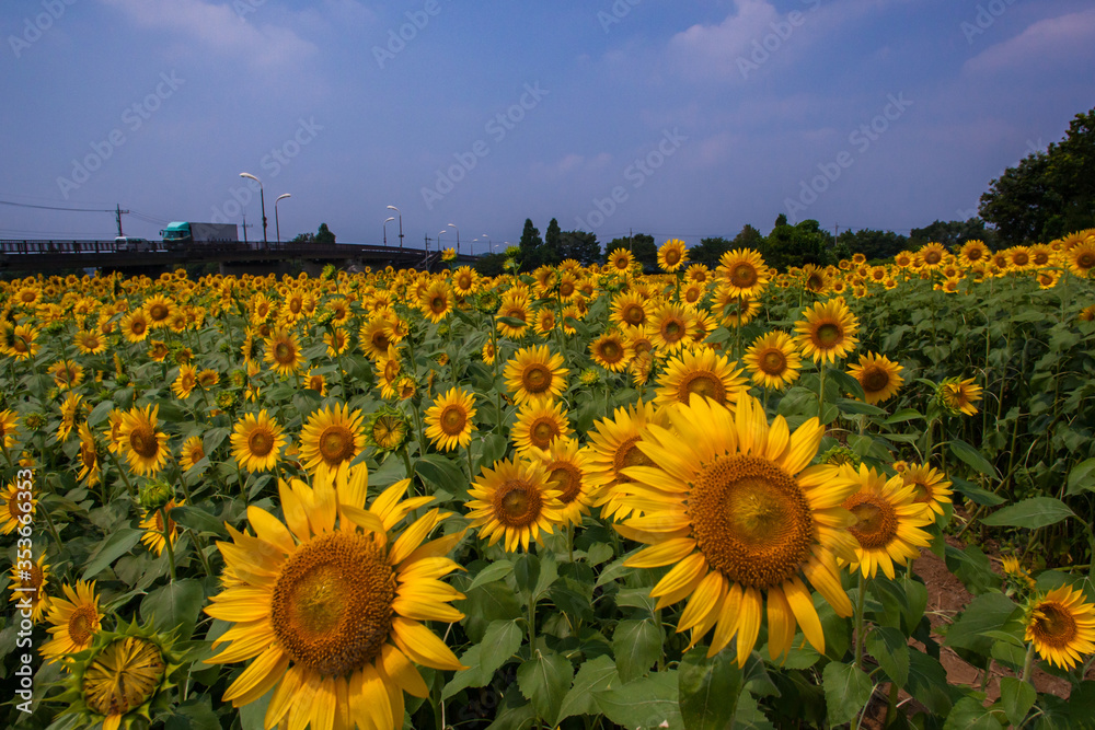 Obraz premium 8月(真夏に咲く向日葵)