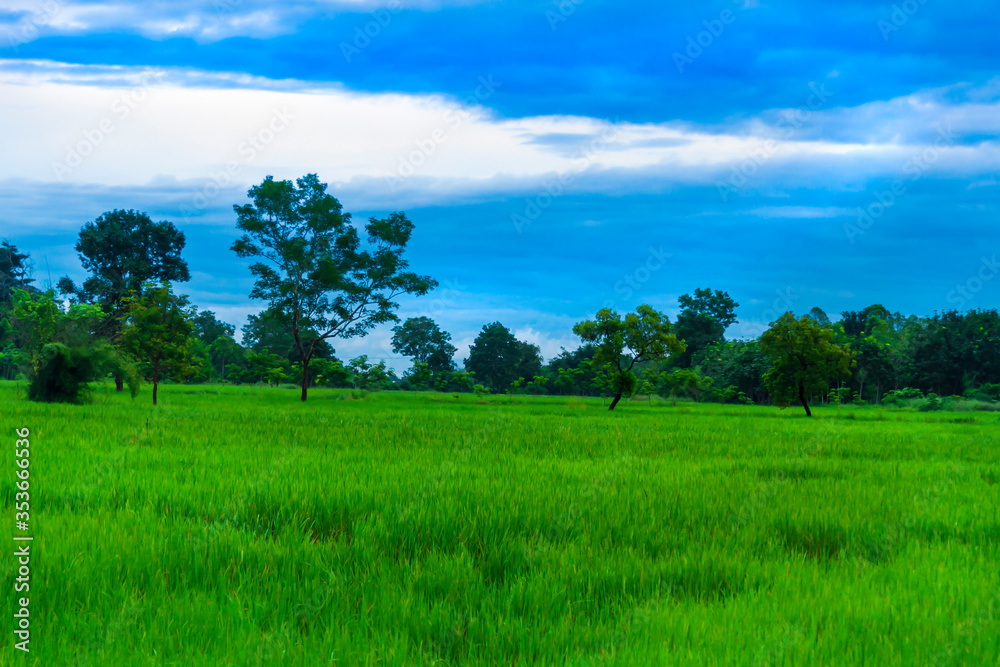 Rice fields with lush green rice Morning atmosphere with fresh air Rice fields with lush green rice Morning atmosphere with fresh air