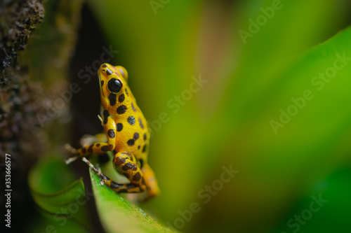 poison dart frog (oophaga pumilio Bastimentos)