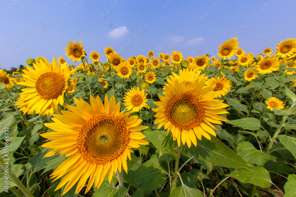 8月(真夏に咲く向日葵)