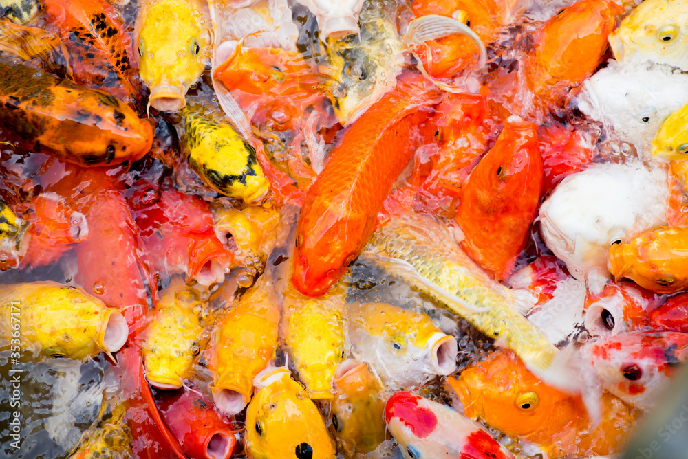 Colorful fancy carp fish, koi fish Colorful fancy carp fish, koi fish