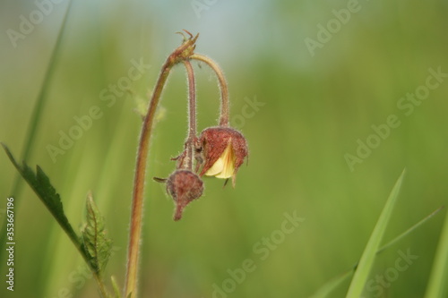 bud of a poppy