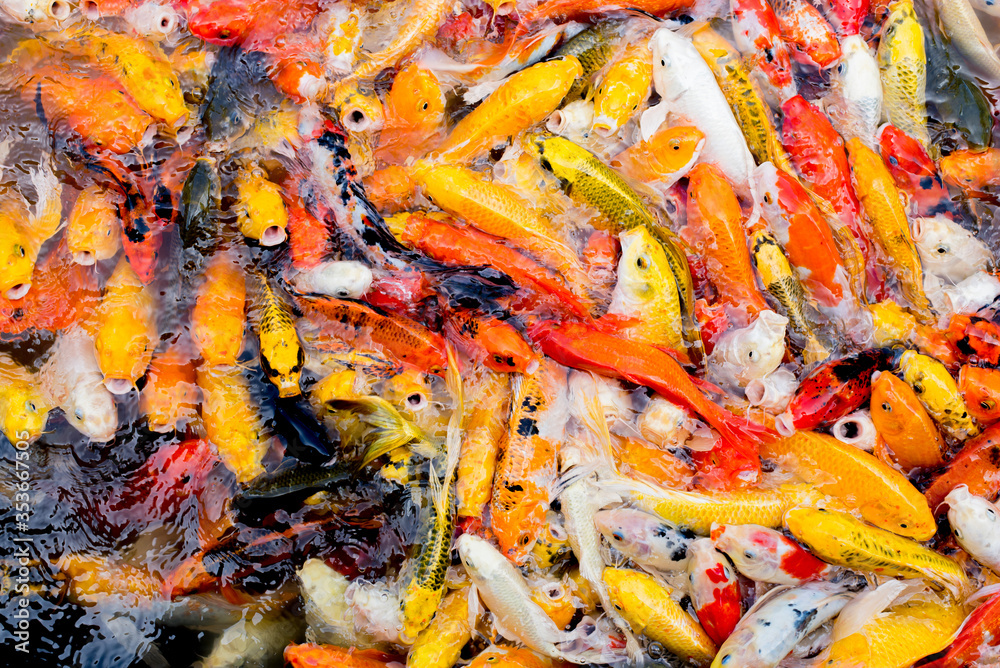 Colorful fancy carp fish, koi fish Colorful fancy carp fish, koi fish