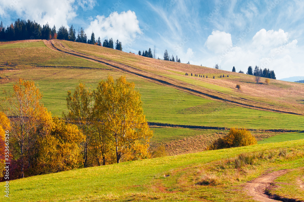 Fototapeta premium forest in red foliage on sunny autumn day. trees with branches with red foliage in forest. hillside in mountains with high peak in the distance on sunny autumn day with clear blue sky