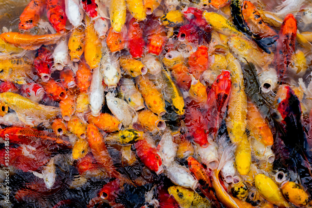 Colorful fancy carp fish, koi fish Colorful fancy carp fish, koi fish