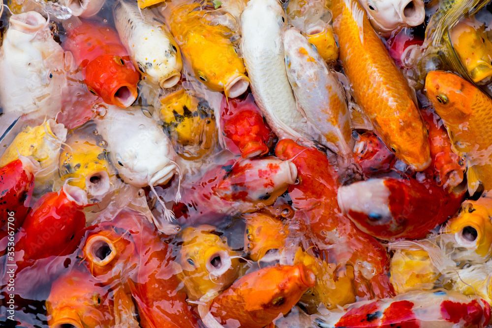 Colorful fancy carp fish, koi fish Colorful fancy carp fish, koi fish