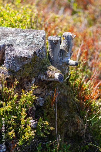 Old stump of tree in forest, gray stub