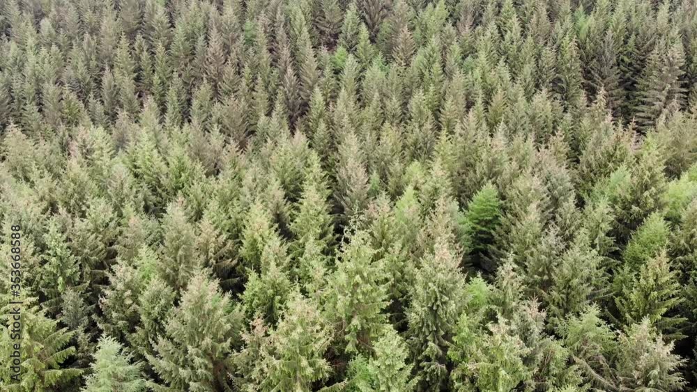 Drone over a British forest Drone over a British forest