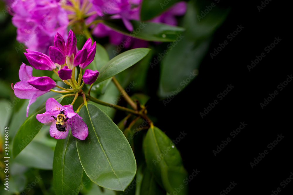 Bumble bee pollinating a purple rhododendron Bumble bee pollinating a purple rhododendron