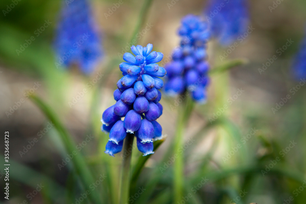 Grape Hyacinth, Muscari, Small Purple Blue Spring Flower Clusters Grape Hyacinth, Muscari, Small Purple Blue Spring Flower Clusters