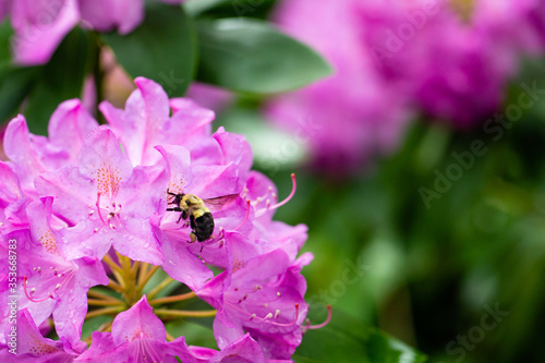 Bumble bee pollinating a purple rhododendron photo