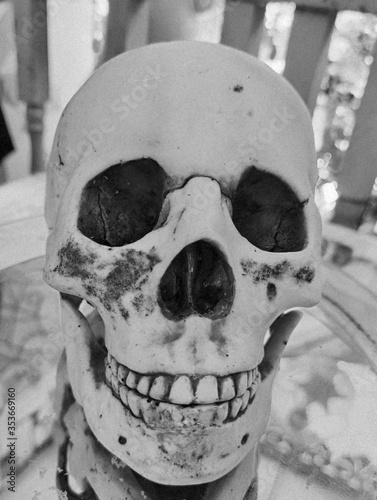 skull