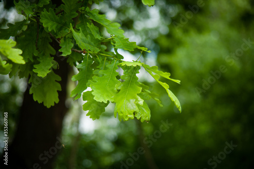 Selective focus shot of green oak leaves