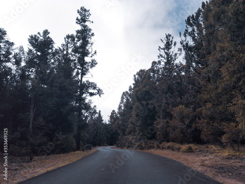 forest