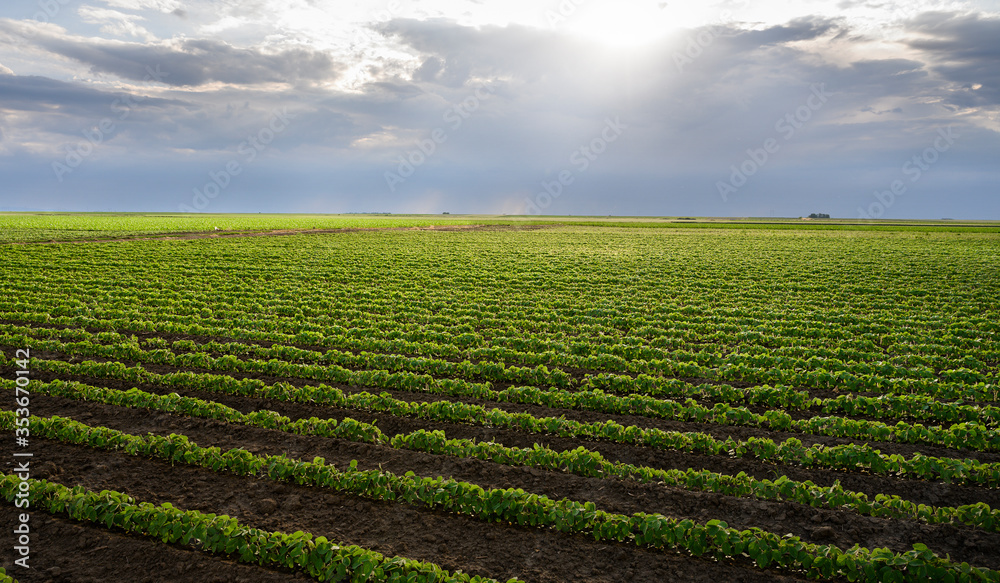 Rain coming over a soybean crop in spring