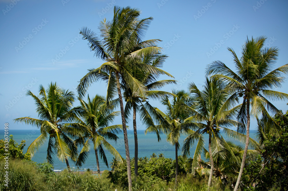 Palm trees sway in the gentle breezes of the Brazilian coast in Recife.