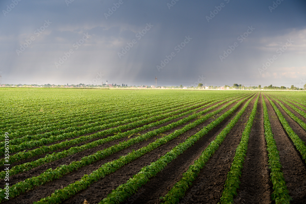 Rain coming over a soybean crop in spring