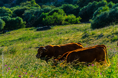 vacas pastano en el prado 