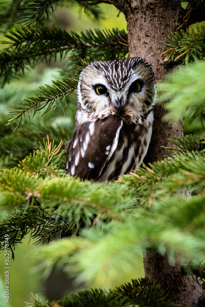 A beautiful small Northern Saw Whet Owl staring intently while sitting in a spruce tree on an overcast dayin Southern Ontario, Canada. 