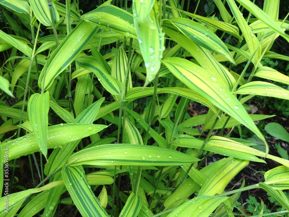 Bamboo with Variegated Leaves and Water Droplets Closeup Bamboo with Variegated Leaves and Water Droplets Closeup