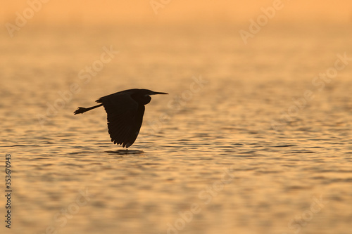 Silhouette of Western reef heron flying, Bahrain photo