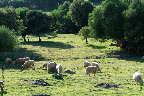 obejas pastando en el prado